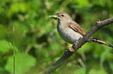 Image. Garden Warbler