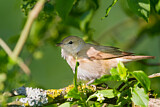 Image. Garden Warbler