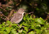 Image. Garden Warbler