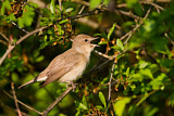 Image. Garden Warbler