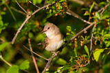 Image. Garden Warbler