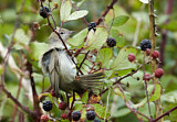 Image. Garden Warbler