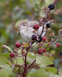 Image. Garden Warbler