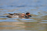 Image. Garganey & Eurasian Teal