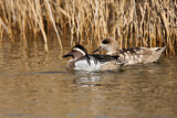 Image. Garganey & Marbled Duck