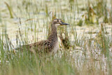 Image. Garganey