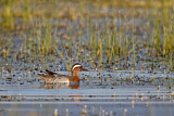 Image. Garganey