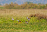 Image. Garganey