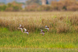 Image. Garganey