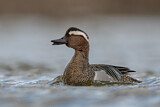 Image. Garganey