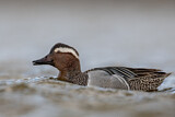 Image. Garganey