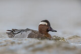 Image. Garganey