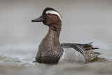 Image. Garganey