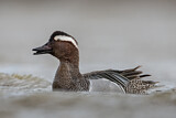 Image. Garganey
