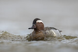 Image. Garganey