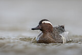 Image. Garganey
