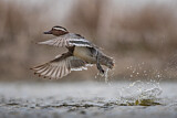 Image. Garganey