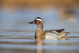 Image. Garganey