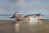 Image. Garganey