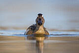 Image. Garganey
