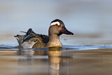 Image. Garganey