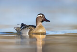 Image. Garganey