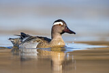 Image. Garganey