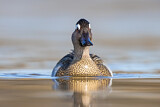 Image. Garganey