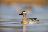 Image. Garganey