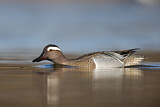 Image. Garganey