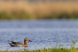 Image. Garganey