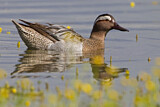 Image. Garganey