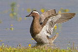 Image. Garganey