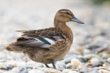 Image. Garganey