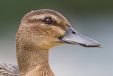 Image. Garganey
