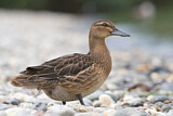 Image. Garganey
