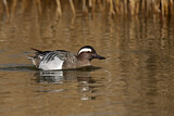 Image. Garganey