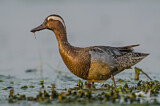 Image. Garganey
