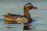 Image. Garganey