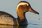 Image. Garganey