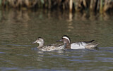 Image. Garganey