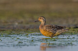 Image. Garganey