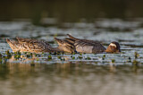 Image. Garganey