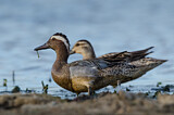 Image. Garganey