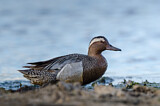 Image. Garganey