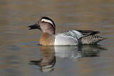 Image. Garganey