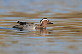 Image. Garganey
