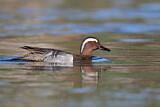 Image. Garganey