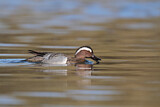 Image. Garganey