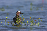 Image. Garganey